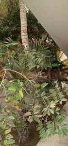 1000 Sqyd House Rent in Clifton Block 2 Karachi